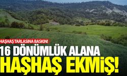 Manisa’da ‘haşhaş’ baskını!