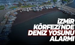 İzmir'de deniz marulu alarmı... Açıklama Manisa'dan geldi!