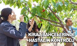 Kiraz bahçelerinde hastalık kontrolü