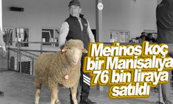 Merinos ırkı koç 76 bin 100 liradan satıldı