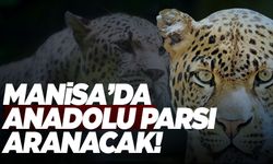 Nesli tükendiği düşünülen Anadolu Parsı Manisa’da aranacak