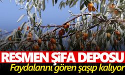 Resmen şifa deposu... Faydalarını gören şaşıp kalıyor! Böbrek ve kemik hastalıklarını anında söküp atıyor