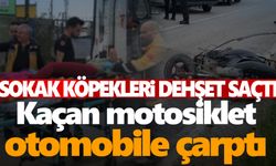 Bir köpek saldırısı daha! Kaçan motosiklet otomobille çarpıştı