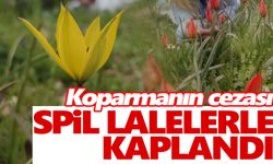 Spil lalelerle kaplandı… Bu çiçekleri koparan yandı! Cezası…