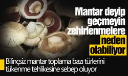 Uzmanlar uyarıyor;  toplandığınız her mantarı yemeyin