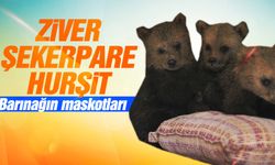 Sevimli ayılar barınağın yeni maskotları oldu