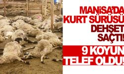 Manisa'da kurt sürüsü 9 koyunu telef etti