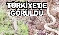 Bir ısırığı insan öldürüyor!