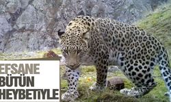 Nesli tehlike altındaki Anadolu leoparı yeniden görüntülendi