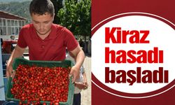 Selendi’de kiraz hasadı başladı  