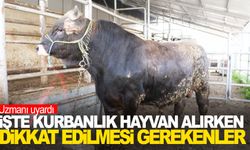 Uzmanından uyarı! Kurbanlık hayvan seçiminde dikkat edilmesi gerekenler…