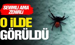 Sevimli ama zehirli… O ilde görüntülendi!