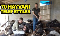 Sokak köpekleri dehşet saçtı!