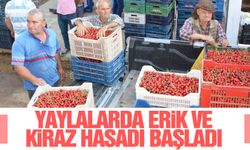 Yaylalarda erik ve kiraz sezonu başladı