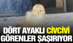 Dört ayaklı civcivi görenler şaşırıyor