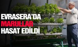 Evrasera’da marullar hasat edildi