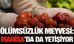 Ölümsüzlük Meyvesi: Manisa’da da yetişiyor