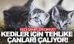 Kedi sahipleri dikkat: Ölümcül virüs alarmı!