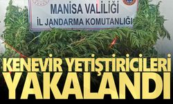 Kenevir yetiştiricileri yakalandı