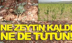 Manisa Ovası perişan!.. Ne zeytin kaldı ne tütün!