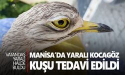 Manisa’da yaralı kocagöz kuşu tedavi edildi