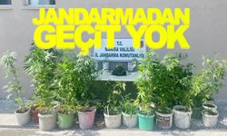 Manisa’da yasadışı kenevir jandarmaya yakalandı