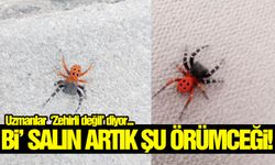 Zehirli diye biliniyor… Manisa’da yine görüldü