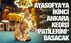 Ayasofya'ya ikinci Ankara kedisi patilerini basacak