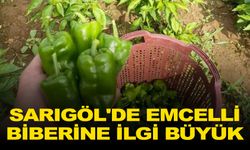 Sarıgöl'de Emcelli biberine ilgi büyük