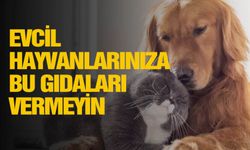 Evcil hayvanlarınıza bu gıdaları vermeyin