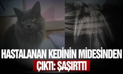 Hastalanan kedinin midesinden çıktı Şaşırttı