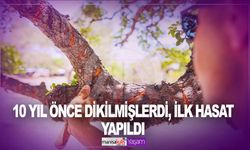 10 yıl önce dikilmişlerdi, ilk hasat yapıldı