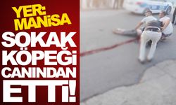 Sokak köpekleri canından etti!