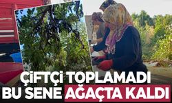 40 liradan 8 liraya çakıldı... Çiftçi toplamayınca ağaçta kaldı