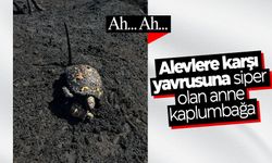 Ana yüreği... Anne kaplumbağa görenleri duygulandırdı