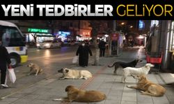 Başıboş köpekler için harekete geçildi! İşte yeni plan!