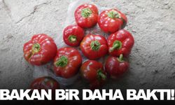 Biberler ilgi odağı oldu