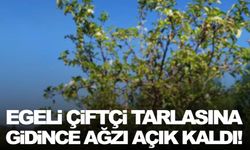 Egeli çiftçi tarlasına gidince ağzı açık kaldı!