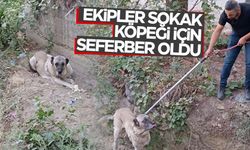 Turgutlu'da dere yatağında mahsur kalan köpek kurtarıldı  