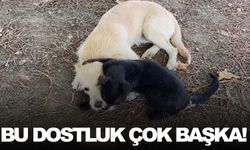 Evlerine gelen köpek hayatlarını değiştirdi