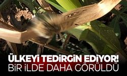 Güçlü zehri endişe saçıyor! Artık Türkiye'de