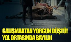 Kapadokya'da iş yüküne dayanamayan deve bayıldı