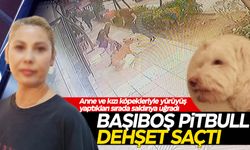 Manisa’da başıboş pitbull dehşeti!