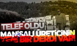 Manisalı üreticinin başı dertte... Telef oldular!