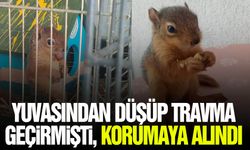 Yuvasından düşen yavru sincap koruma altında