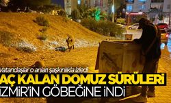 Aç kalan domuzlar İzmir’in göbeğine indi!