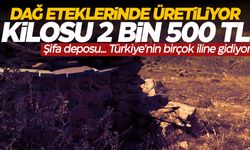 Dağ eteklerinden Türkiye'nin birçok iline... Kilosu 2 bin 500 TL!