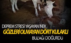 Deprem stresi sakat doğumları arttırdığı iddiası