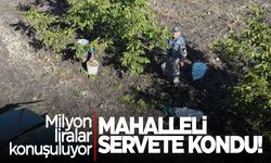 Hasat başladı... Mahalleli servet sahibi oldu! 16 milyon TL…