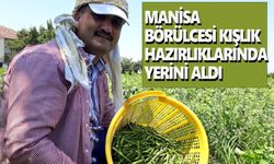 Kızılçukur börülcesi gözde ürün oldu